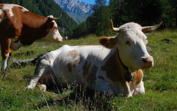 A Courmayeur l’8 ottobre la “desarpa” – La mandria scenderà dalla Val Ferret